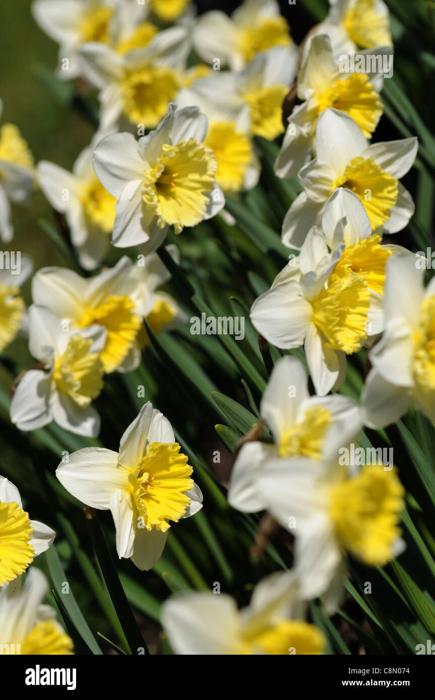 Narzisse Eis Torheiten Closeup selektiven Fokus weiße Creme gelb Pastell blasse Blüten Blütenblätter Porträts Frühling Blumenzwiebeln Narzissen Stockfoto