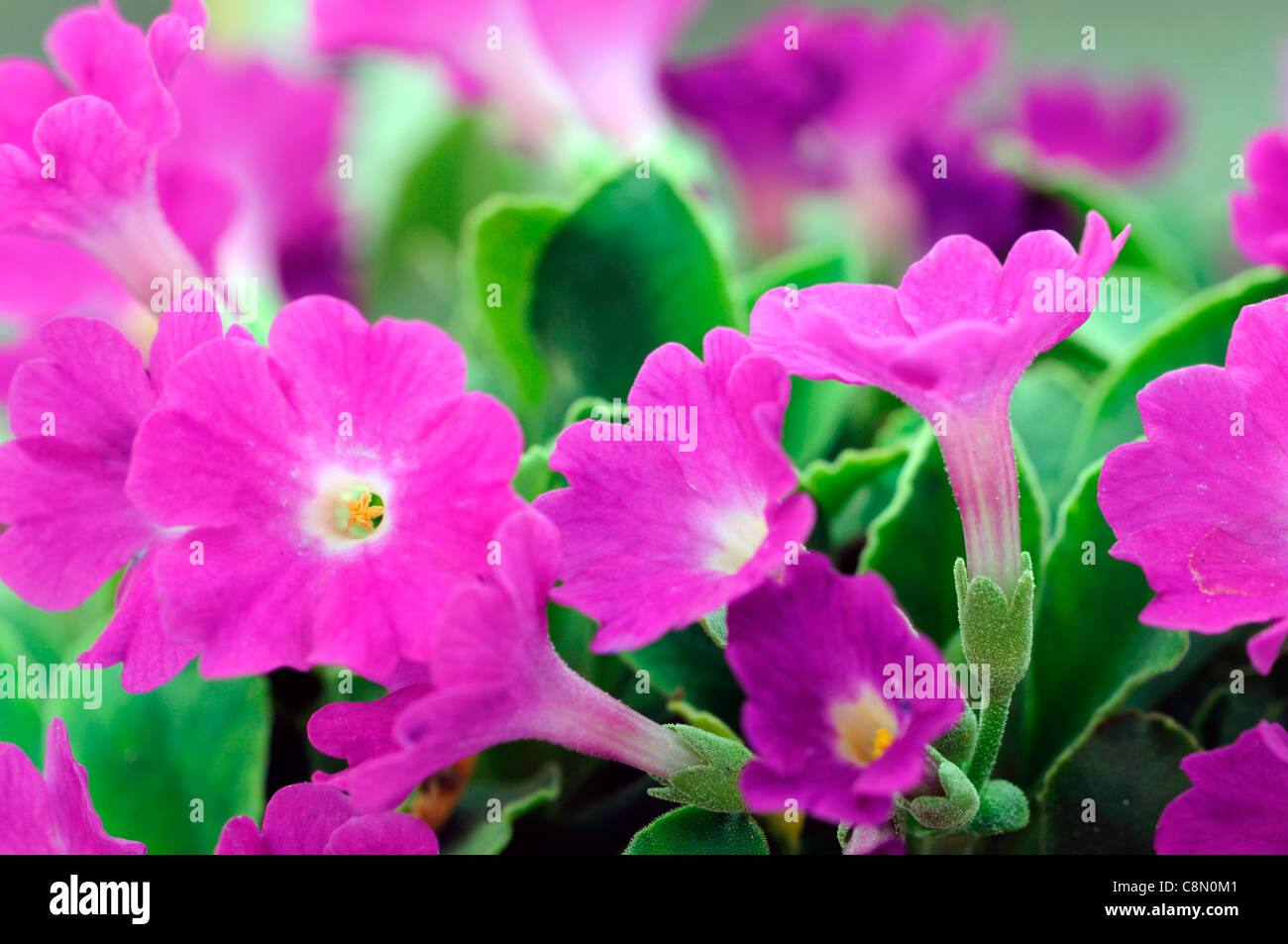 Primula X pubescens Frau Peggy Wilson lila Blumen Blüte Blüte Primel alpine Staude Stockfoto