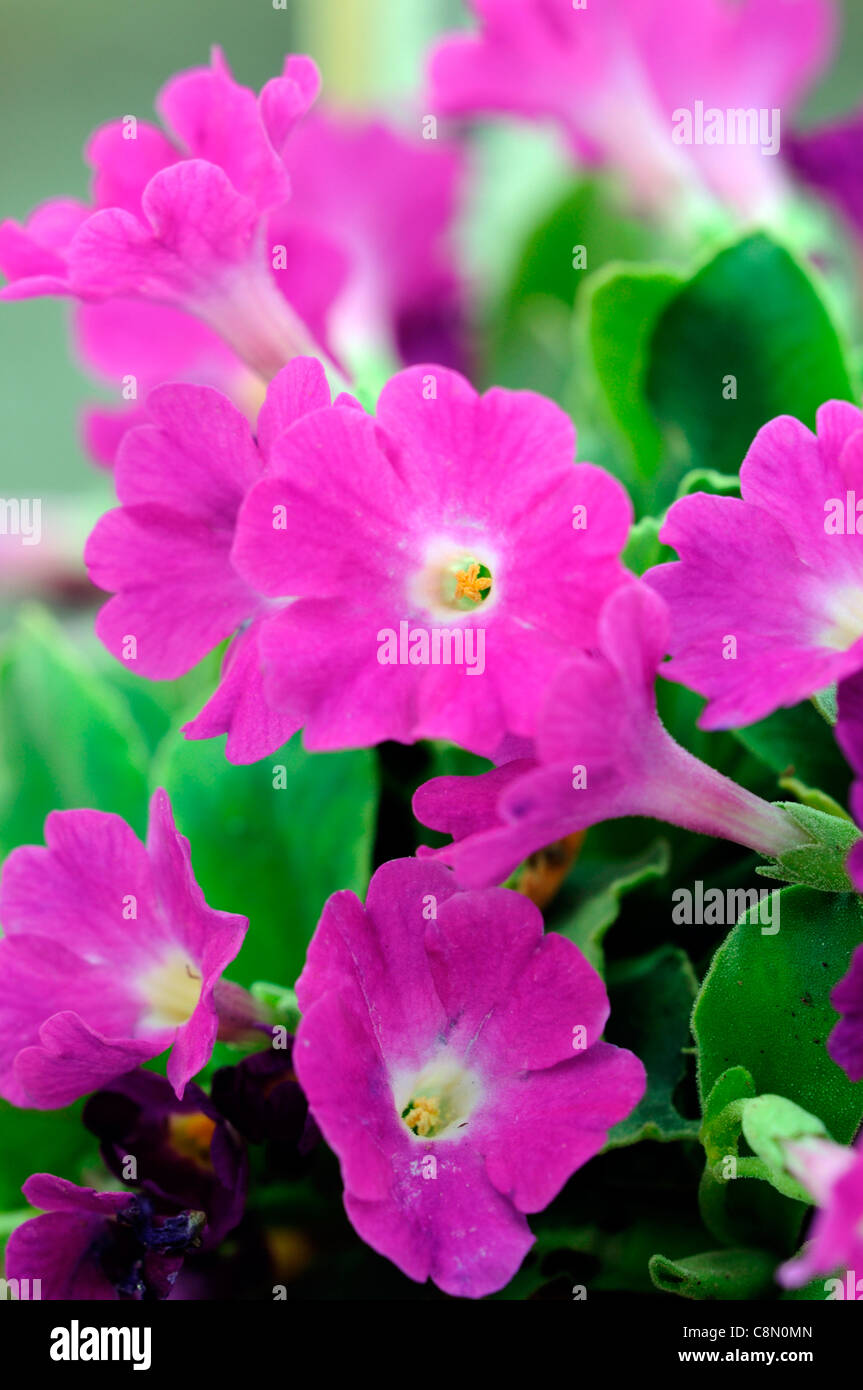Primula X pubescens Frau Peggy Wilson lila Blumen Blüte Blüte Primel alpine Staude Stockfoto