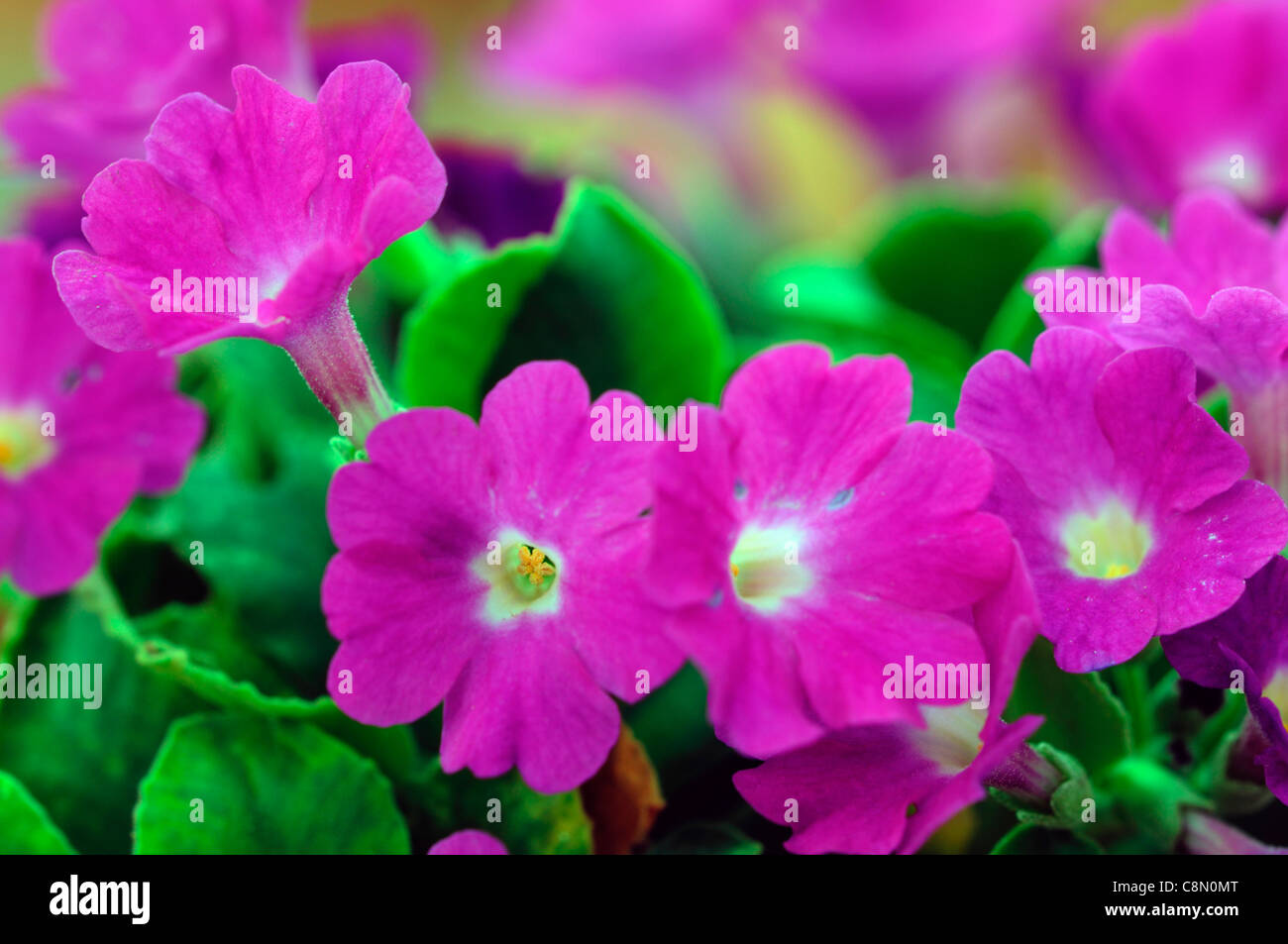 Primula X pubescens Frau Peggy Wilson lila Blumen Blüte Blüte Primel alpine Staude Stockfoto