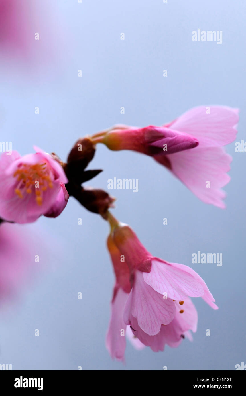 cerasus-campanulata-fotos-und-bildmaterial-in-hoher-aufl-sung-alamy