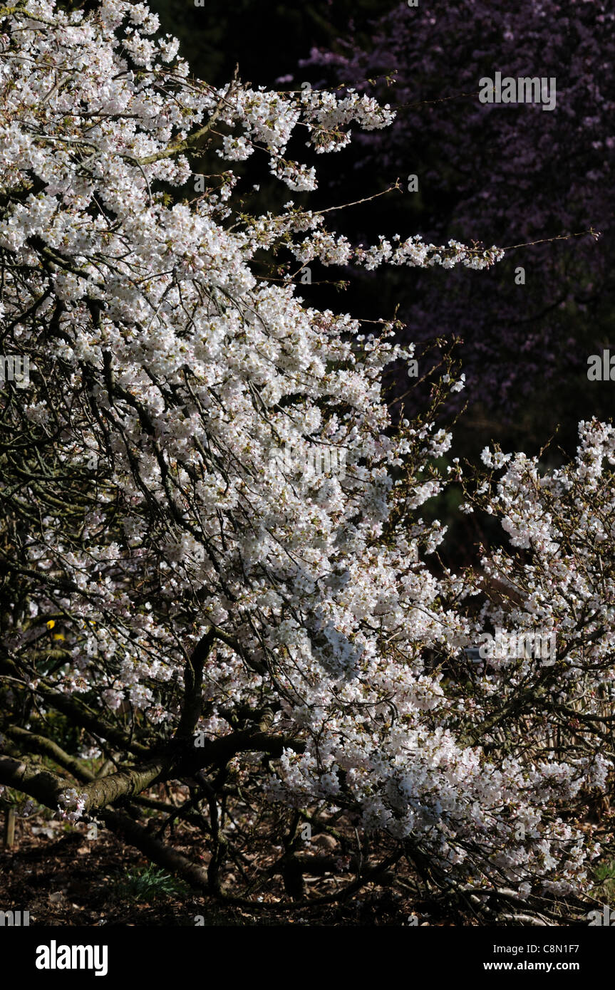 Prunus Yedoensis Somei Yoshino Cherry-Yoshino Hybrid Kirsche weiße Blüte Blüte zeitigen Frühjahr Stockfoto