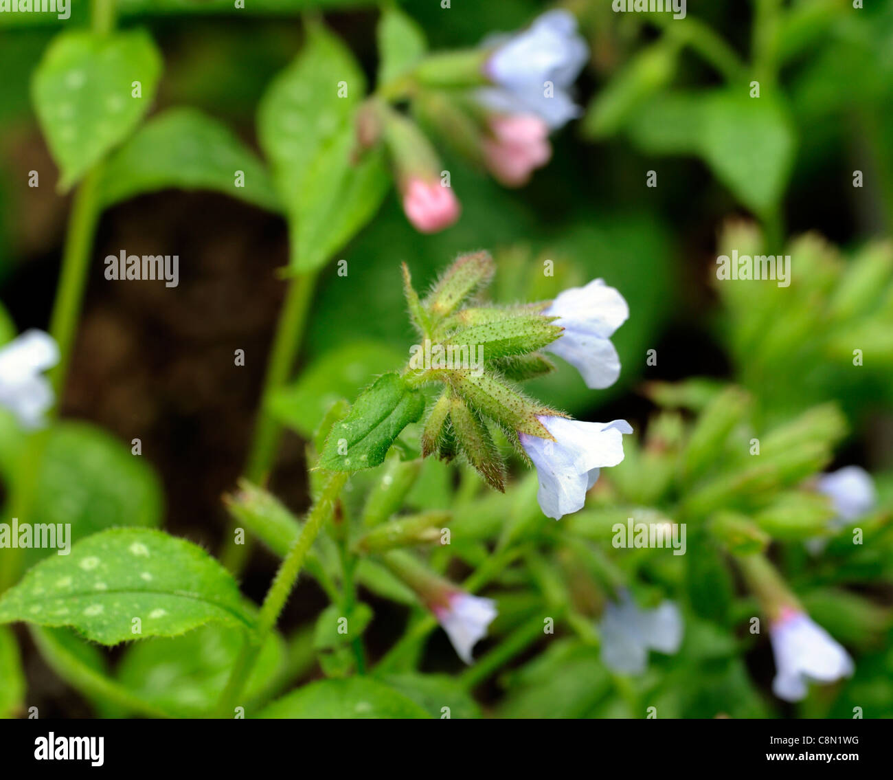 Pulmonaria Officianalis Blauer Nebel Lungenkraut Closeup Pflanze Porträts Stauden, die blauen Blüten Blütenblätter Frühling Stockfoto