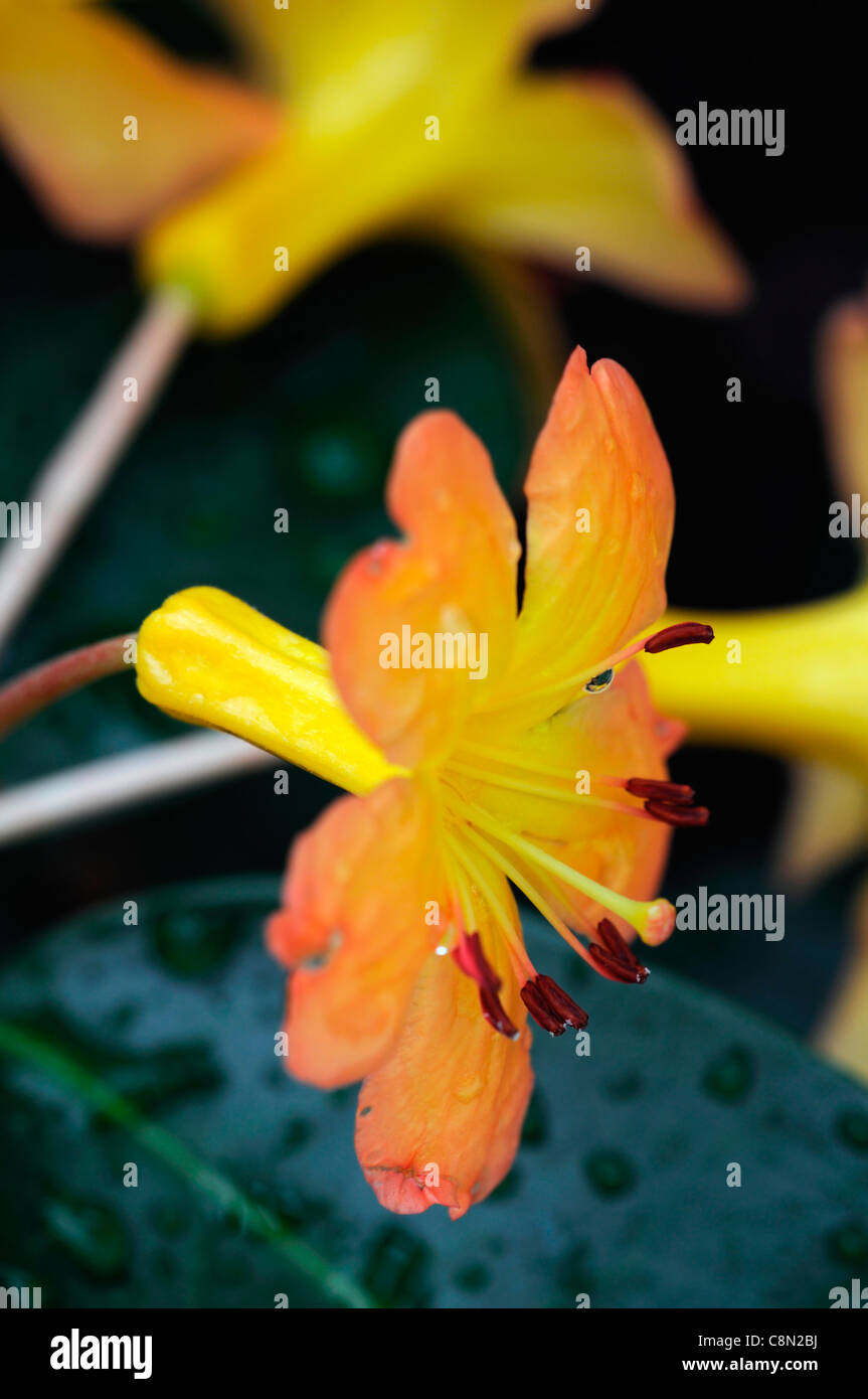 Rhododendron sonniges Orange Blumen Lepidote buschigen halb winterhart  mehrjhrig immergrner Strauch blhenden blhende Pflanze blhen  Stockfotografie - Alamy