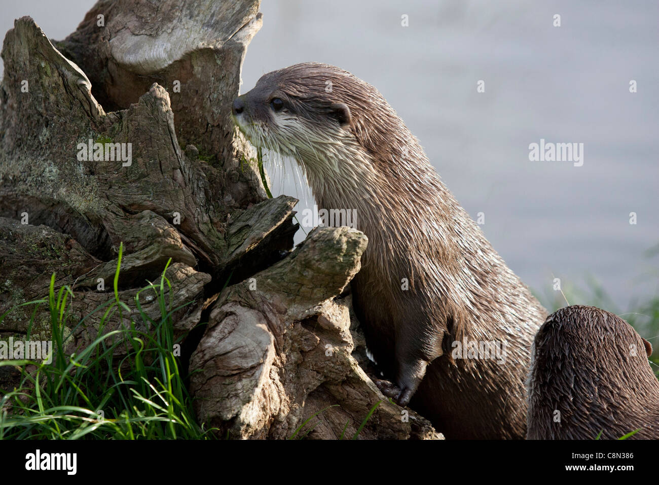 Orientalische kurze Krallen Otter Stockfoto