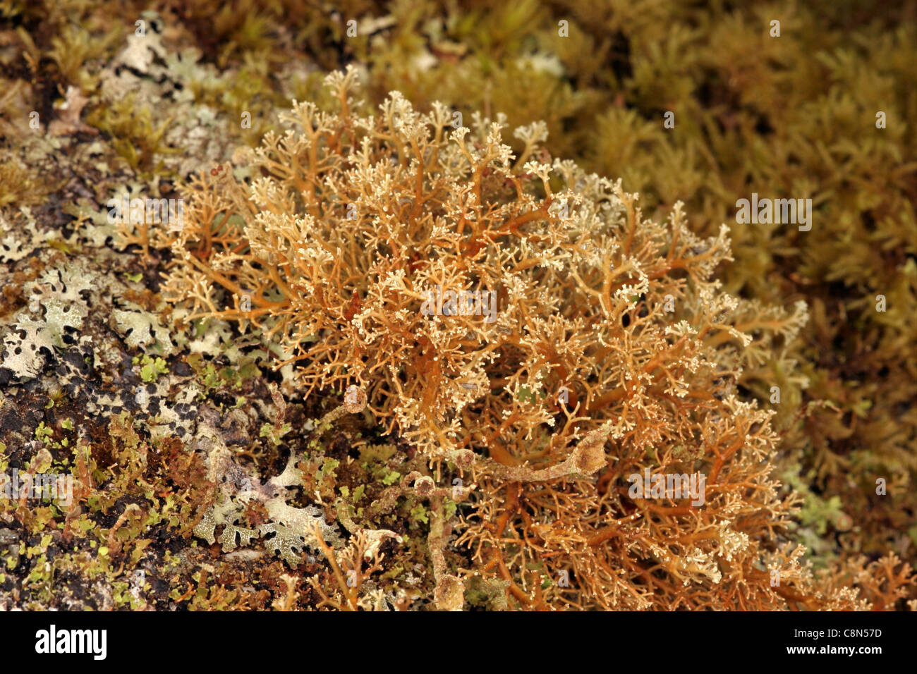 Flechten (Sphaerophorus Globosus) auf Moorland, UK. Stockfoto