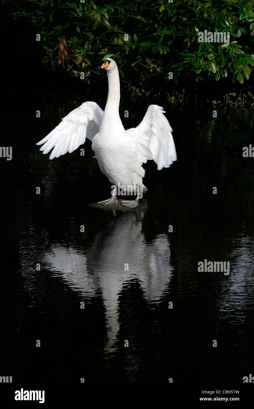 weiße Höckerschwan Cygnus Olor Reflexion reflektierenden schwarzen Hintergrund Schatten Kontrast Schwarz auf weißem See abheben, fliegen Stockfoto