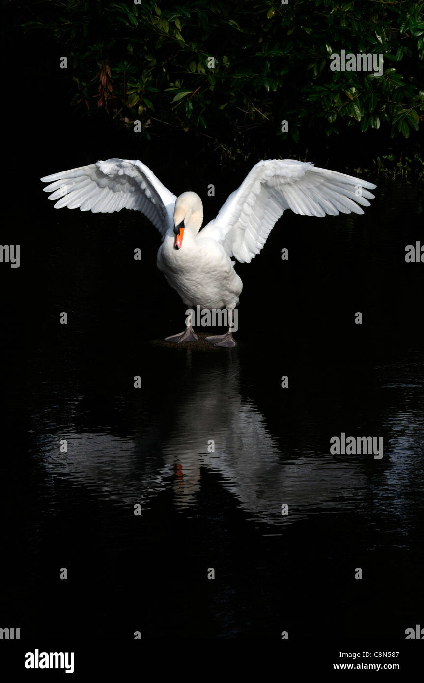 weiße Höckerschwan Cygnus Olor flattern Flügel schwarze Schatten Hintergrundkontrast schwarz auf weiß Stockfoto