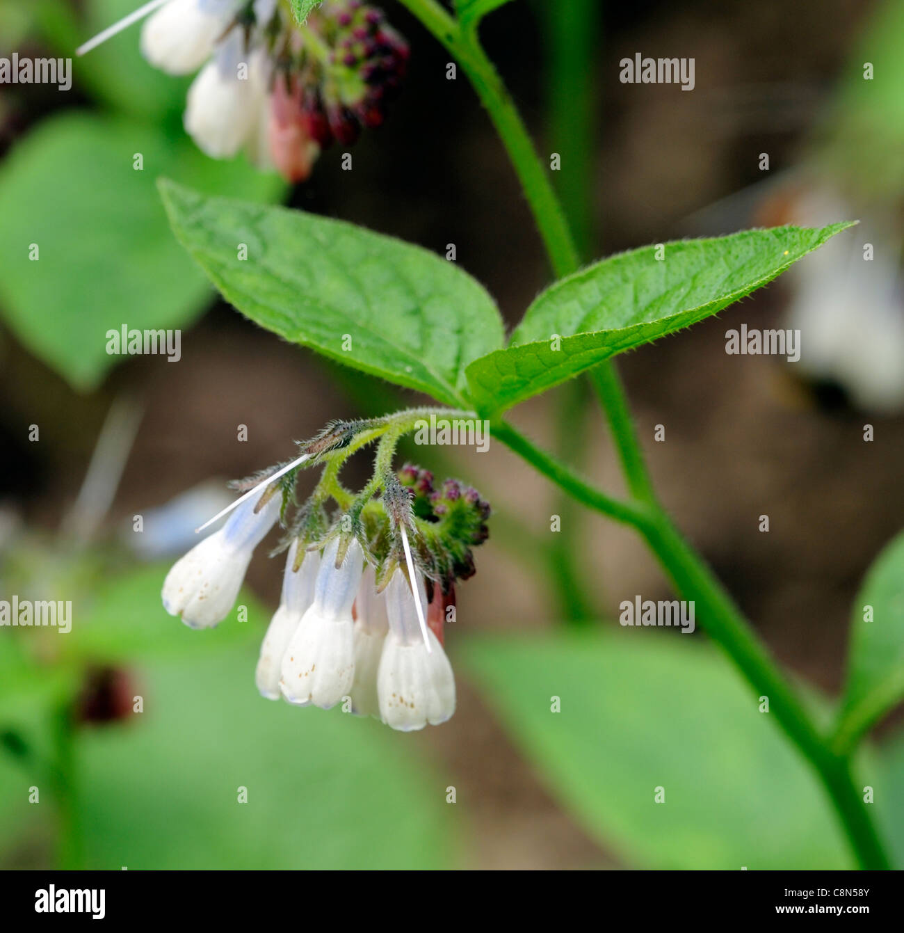Kriechender beinwell -Fotos und -Bildmaterial in hoher Auflsung  Alamy
