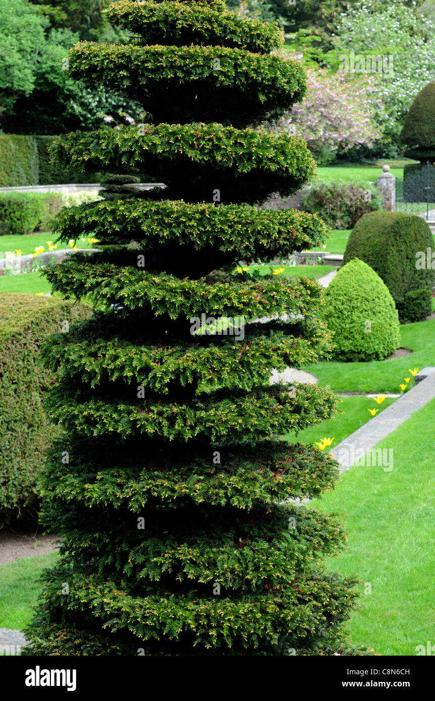 Taxus Eibe Baum Spirale Kreisform geformte Clip abgeschnitten Formschnitt  formalen Gartengestaltung Gartenbau Farmleigh Phoenix Park dublin  Stockfotografie - Alamy