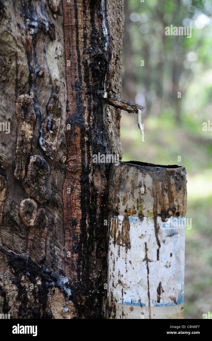 Sammeln von Sap zu Kautschuk zeigt Sap tropft aus einem Gummibaum in einen Tropf-Topf in den Ausläufern der Kerala, Südindien Stockfoto