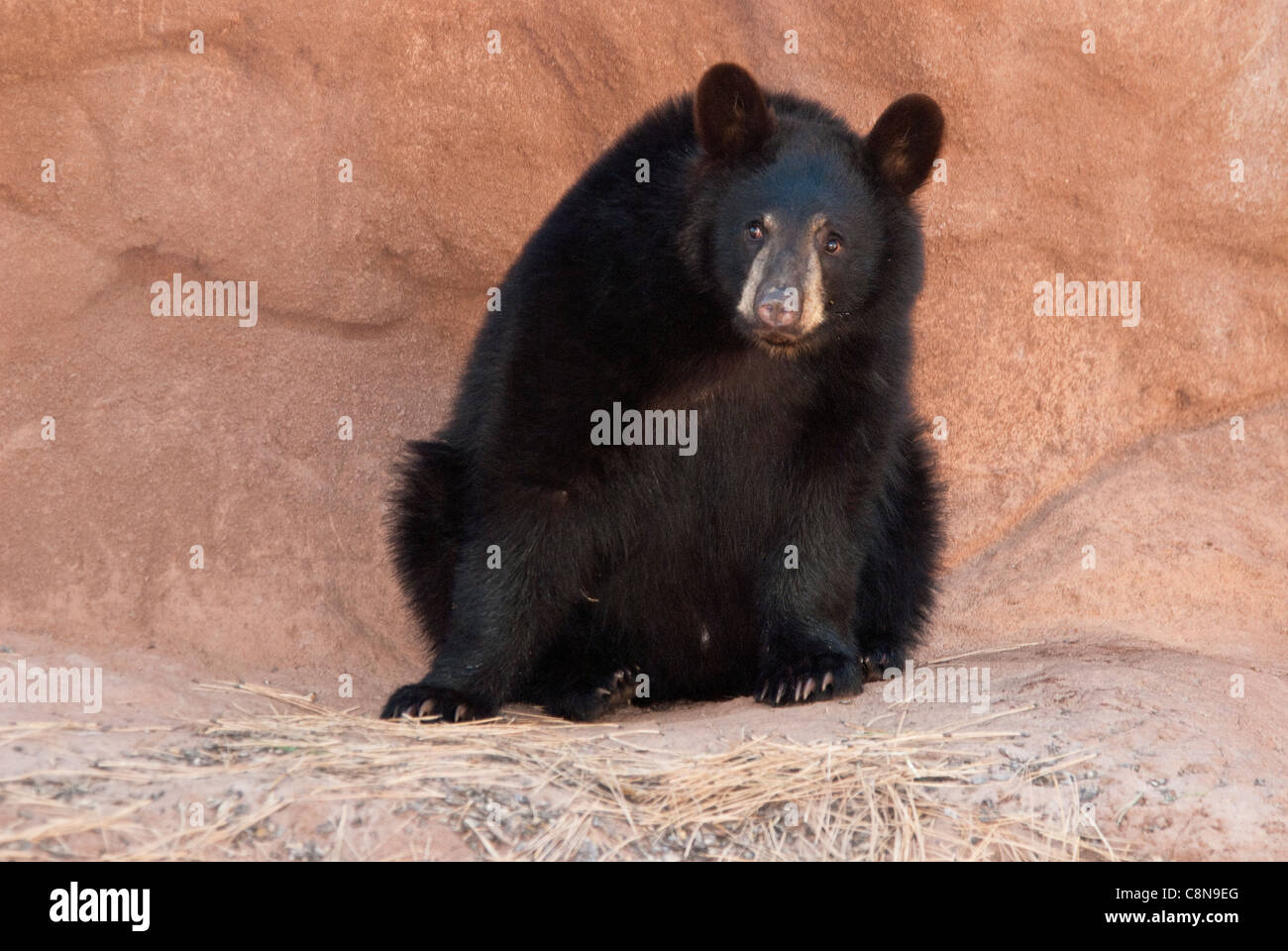 Amerikanischer Schwarzbär Ursus Americanus Cub Bearizona Williams Arizona USA Stockfoto
