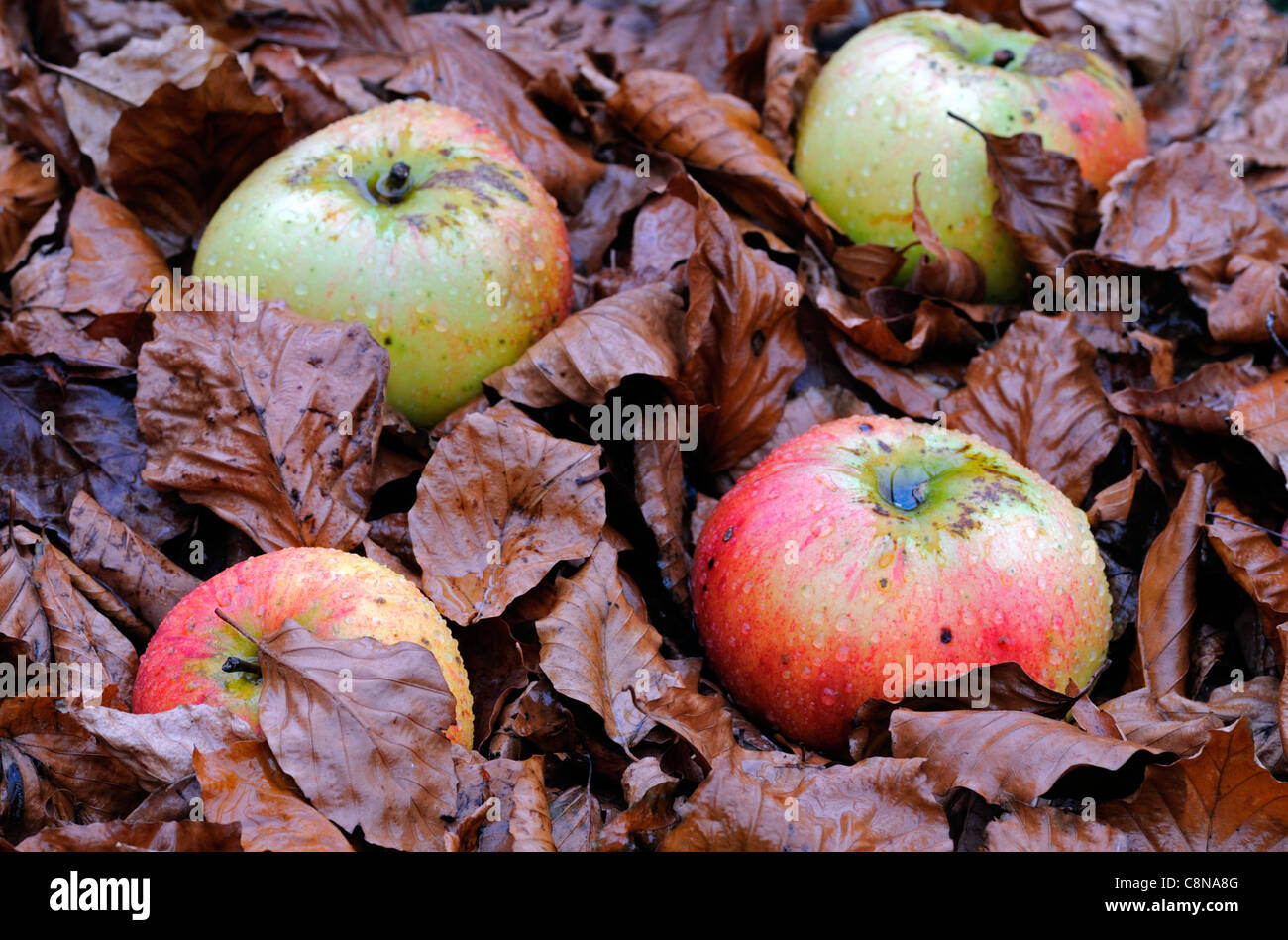 Windfall Äpfel auf Blätter Blatt Abdeckung bedeckt Boden Herbst fallen Früchte Obsternte Zeitraum Stockfoto