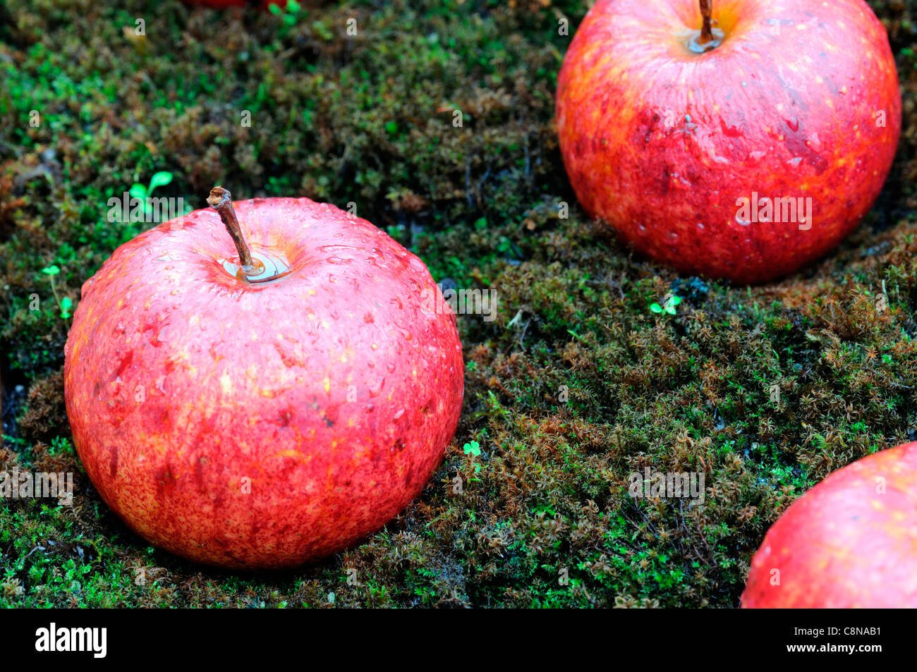 Windfall Äpfel Moos bedeckt Boden Herbst fallen Früchte Obsternte Zeitraum Stockfoto