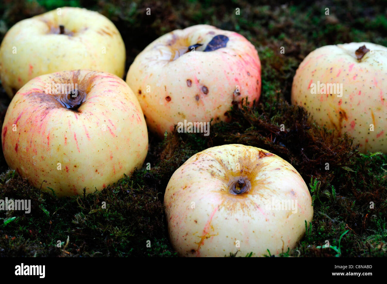 Windfall Äpfel Moos bedeckt Boden Herbst fallen Früchte Obsternte Zeitraum Stockfoto