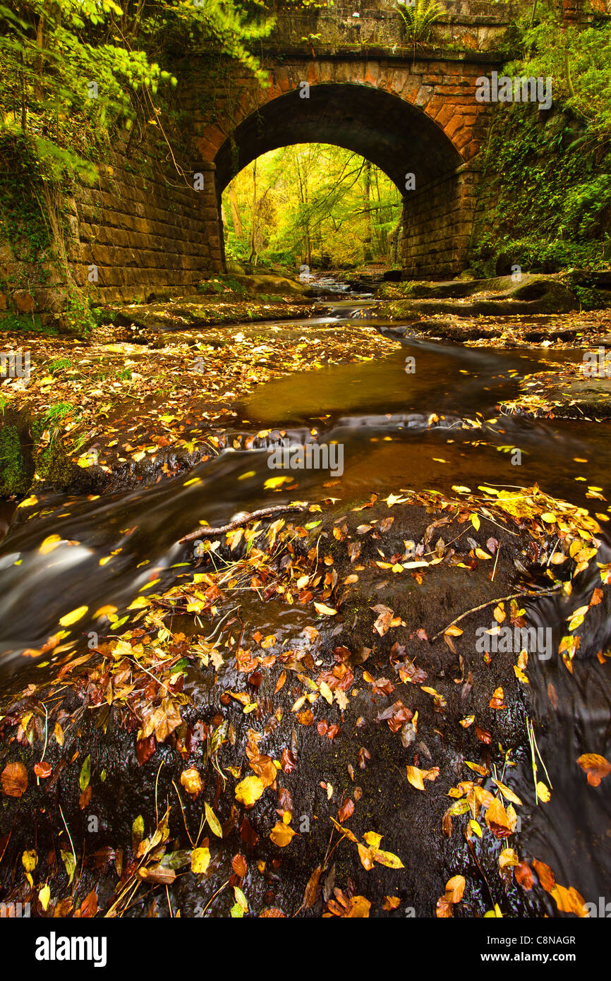 Kann Beck in der Nähe von Midge Hall im Herbst, in der Nähe von Whitby, North Yorkshire Stockfoto