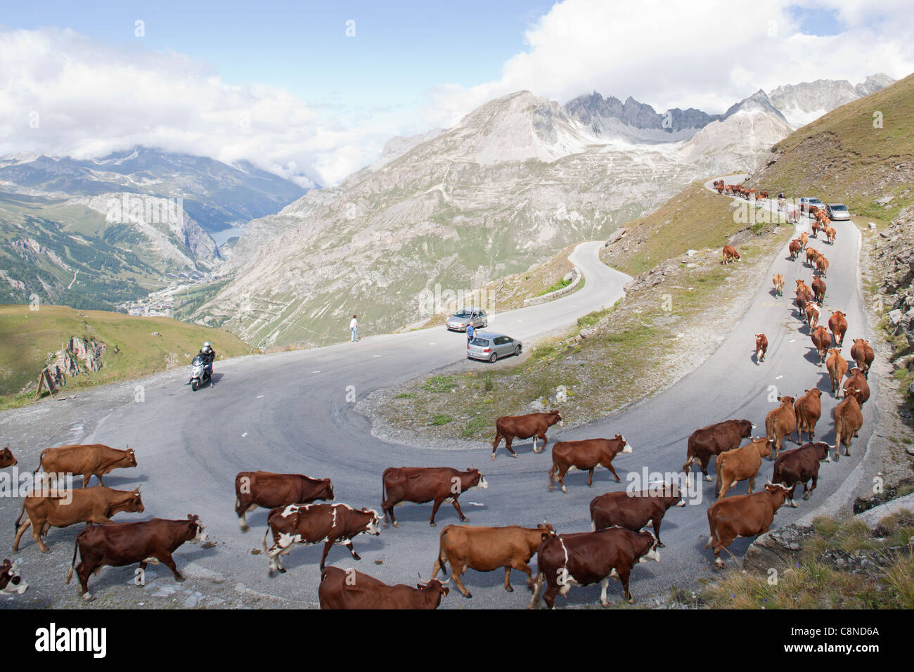 Frankreich, Savoyen, Col de Iseran, Kuh-Herde auf kurvenreichen Straße Stockfoto