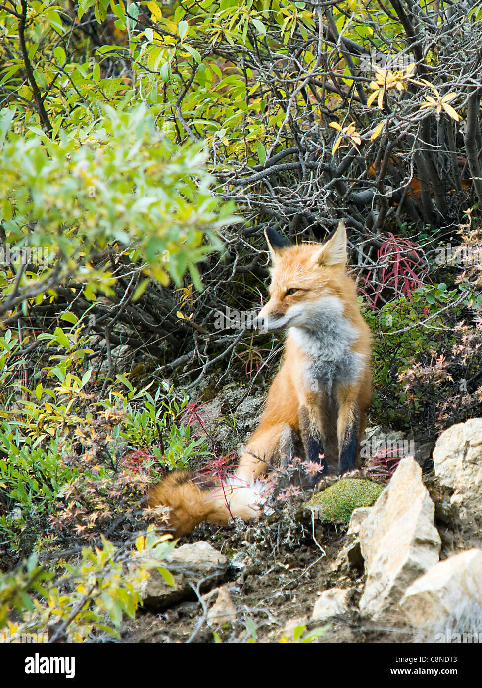 Eine Rotfuchs beobachtet weit weg am Denali Nationalpark Alaska USA Stockfoto