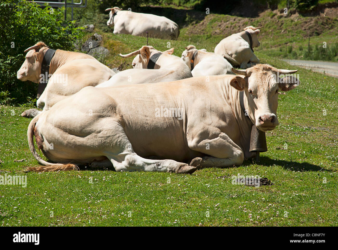 Frankreich, Pyrenäen, Baskenland, Kühe im Feld Stockfoto