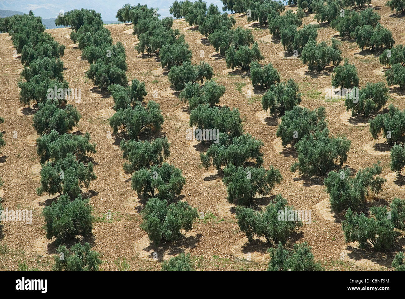 Spanien, Andalusien, Costa Tropical, Olivenbäume in Folge Stockfoto