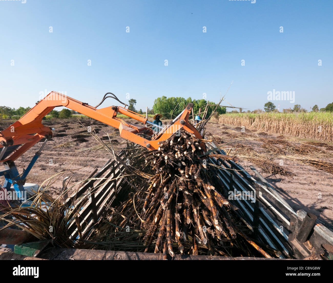 Zuckerrohr wird auf einen LKW auf einem Bauernhof im Isan, Nordost-Thailand geladen. Stockfoto