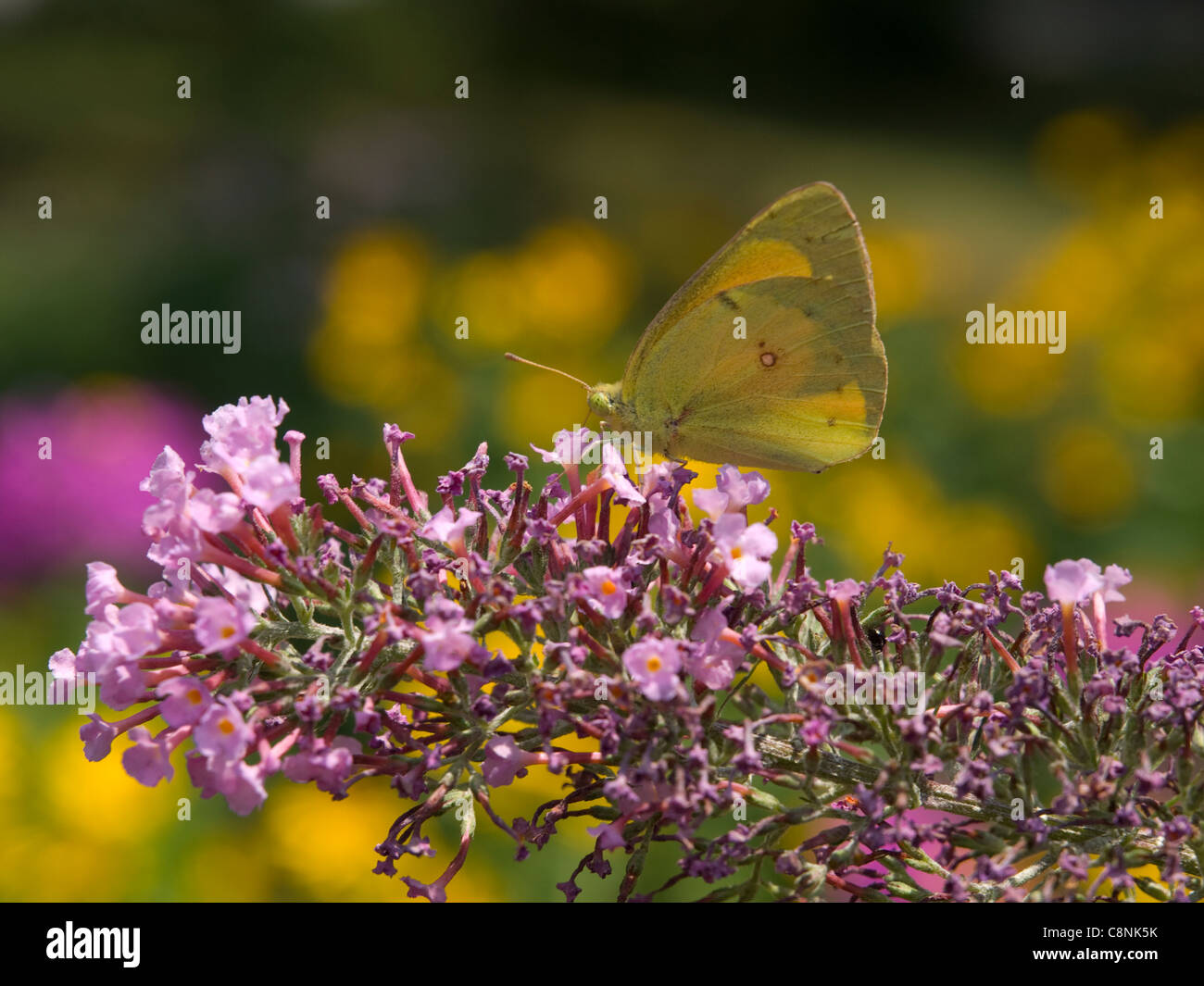 Orange Schwefel (Colias Eurytheme) Schmetterling Fütterung auf Schmetterlingsstrauch (Sommerflieder Davidii) Stockfoto