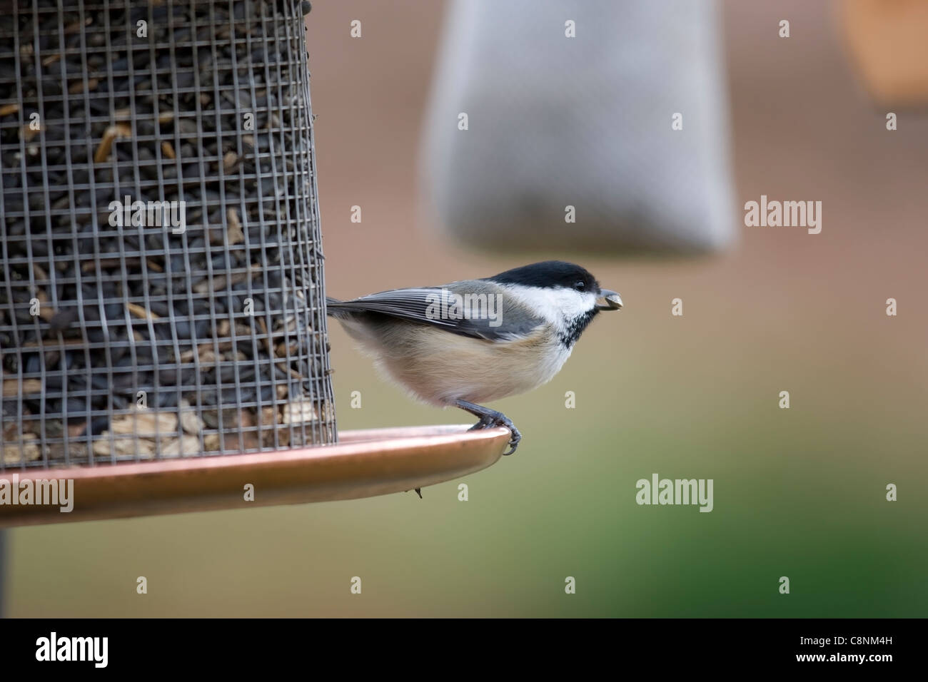 Schwarz-capped Chickadee (Poecile Atricapillus Atricapullus), am Feeder mit Sonnenblume im Schnabel. Stockfoto