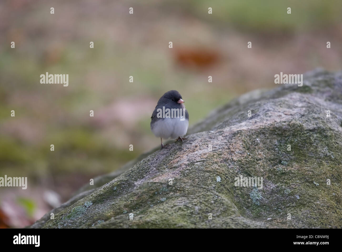Dunkel-gemustertes Junco (Junco Hyemalis Hyemalis), Schiefer gefärbte Unterart, männlich auf Felsen. Stockfoto