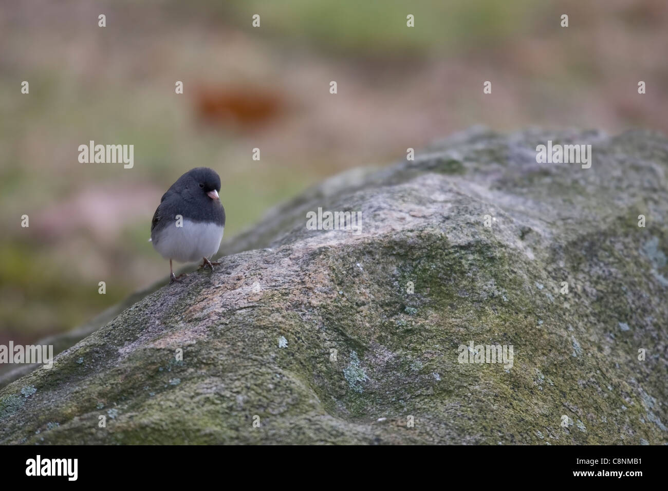 Dunkel-gemustertes Junco (Junco Hyemalis Hyemalis), Schiefer gefärbte Unterart, männlich auf Felsen. Stockfoto