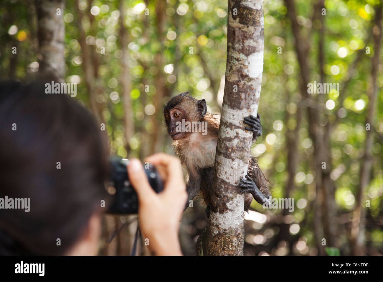 Hispanic Frau nehmen Foto von Affen im Dschungel Stockfoto