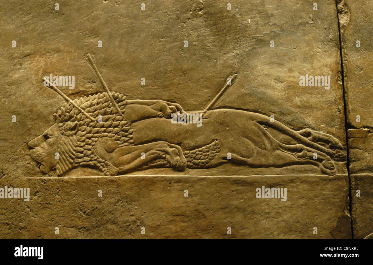 Assyrische Reliefs des königlichen Löwen jagen des Königs Ashurbanipal gesehen im British Museum in London, England, UK. Stockfoto