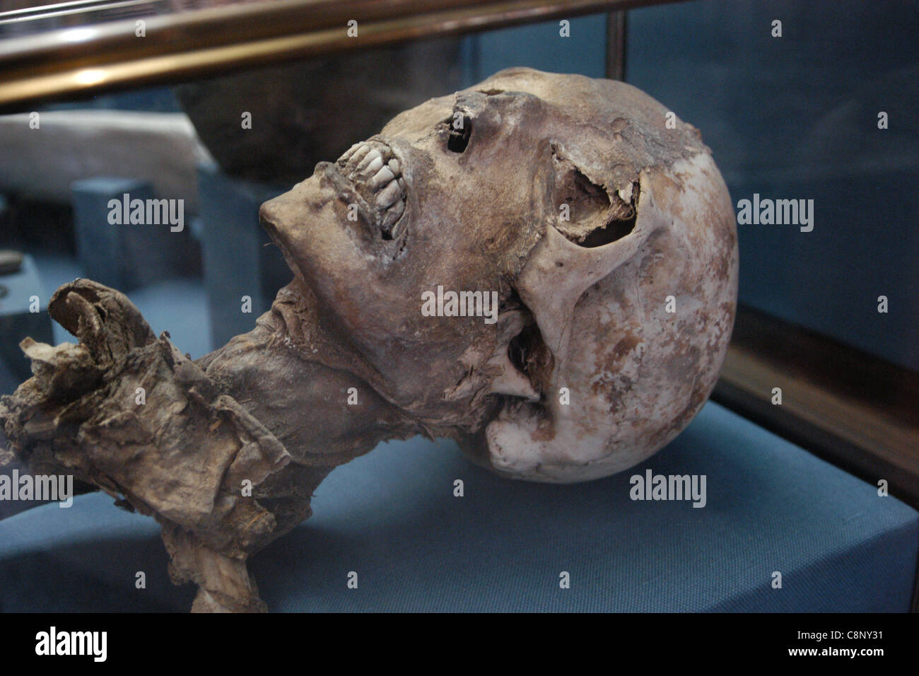 Mumifizierter Kopf einer 25-jährigen Frau, die im Altai-Gebirge gefunden wurde und im Staatlichen Historischen Museum in Moskau, Russland, ausgestellt ist. Stockfoto
