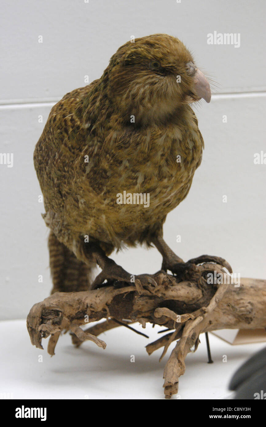 Gefüllte Kakapo Papagei (Strigops Habroptila) im staatlichen Darwin Museum in Moskau zu sehen. Stockfoto