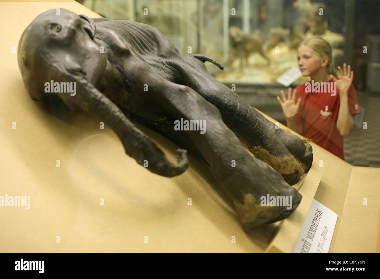 Mumie des berühmten Baby Mammut Dima im Zoologischen Museum in Sankt Petersburg, Russland. Stockfoto