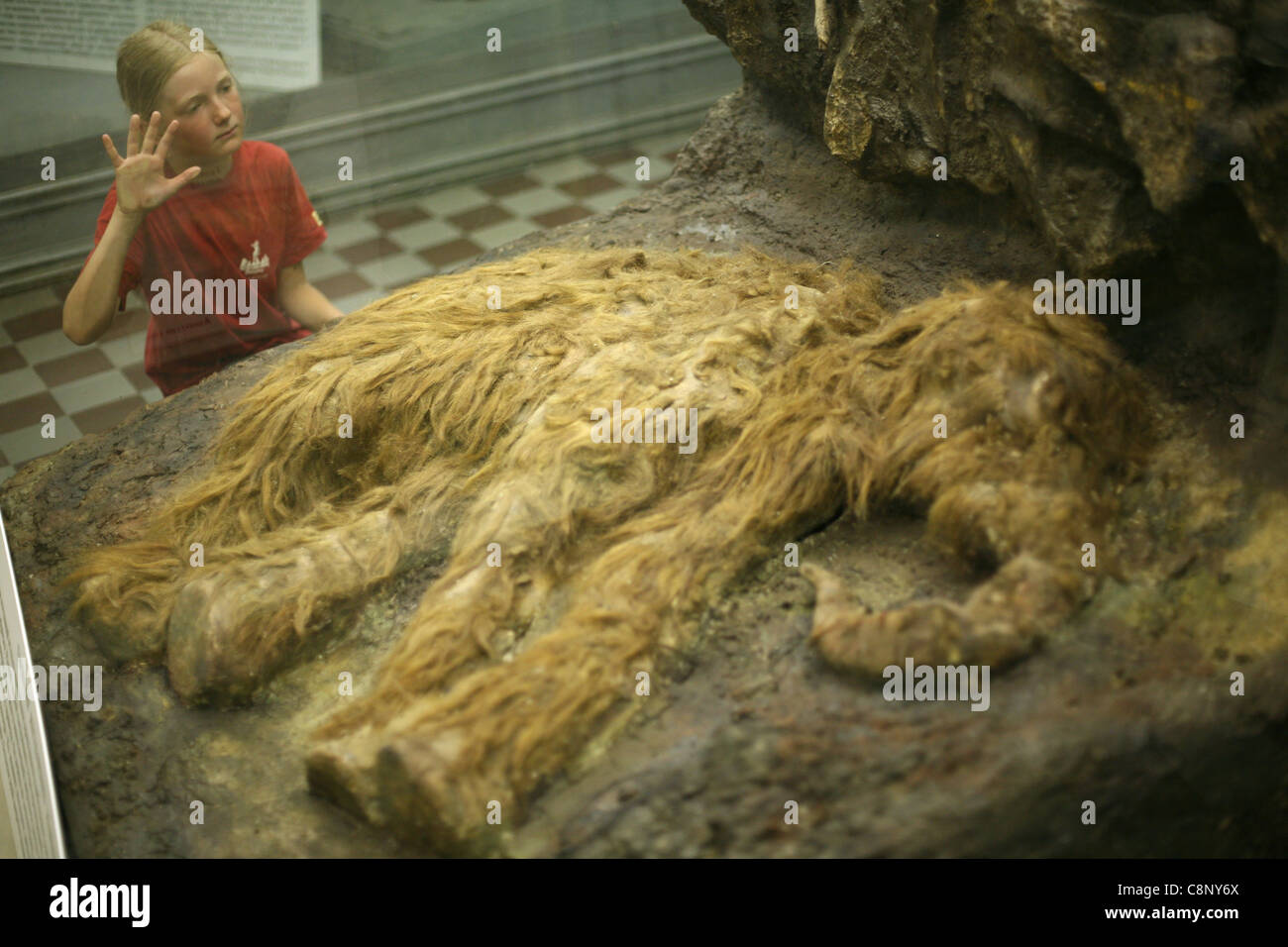 Junge Besucher Prüfung eine gefüllte Baby-Mammut Dima im Zoologischen Museum in Sankt Petersburg, Russland. Stockfoto