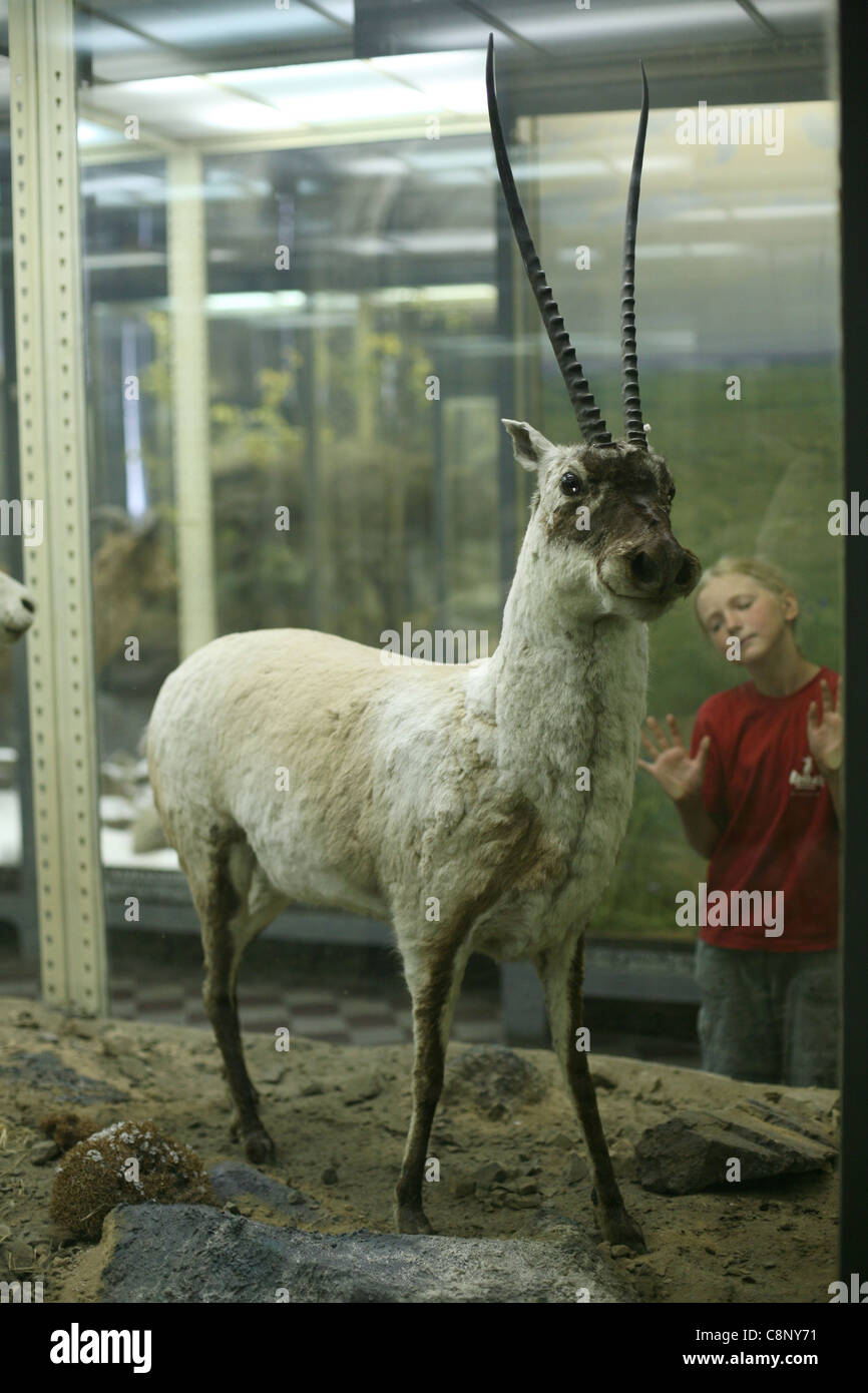 Gefüllte Tibetantilope oder Chiru (Pantholops Hodgsonii) gesehen im Zoologischen Museum in Sankt Petersburg, Russland. Stockfoto