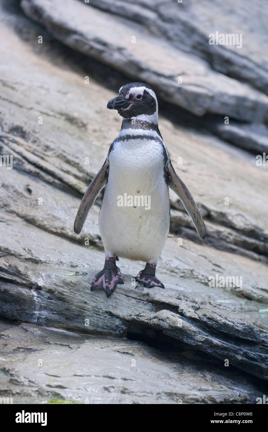 Magellan-Pinguin (Spheniscus Magellanicus) Stockfoto