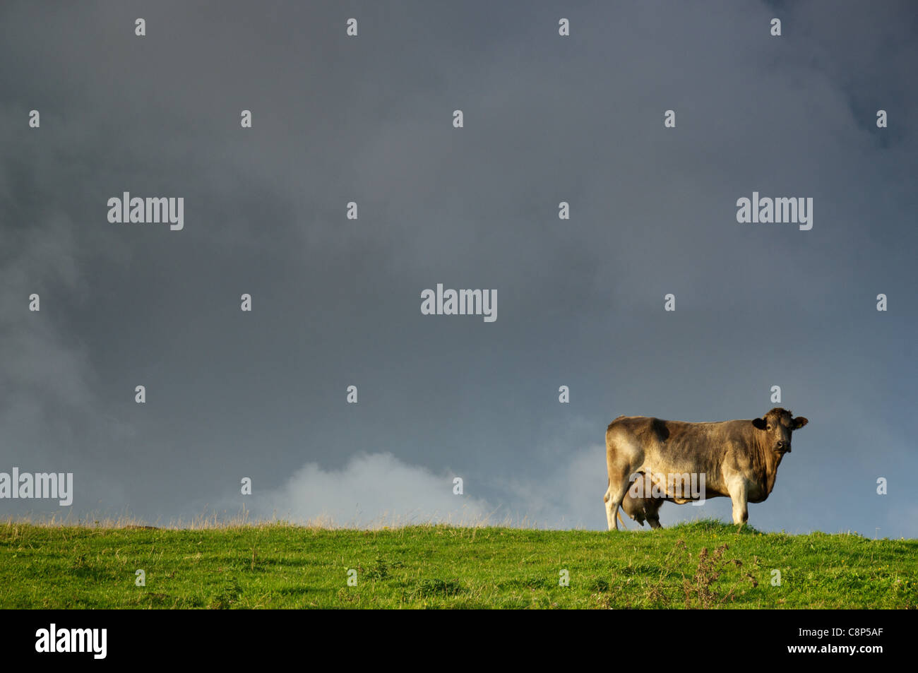 Eine Kuh in einem Feld in Dorset Stockfoto
