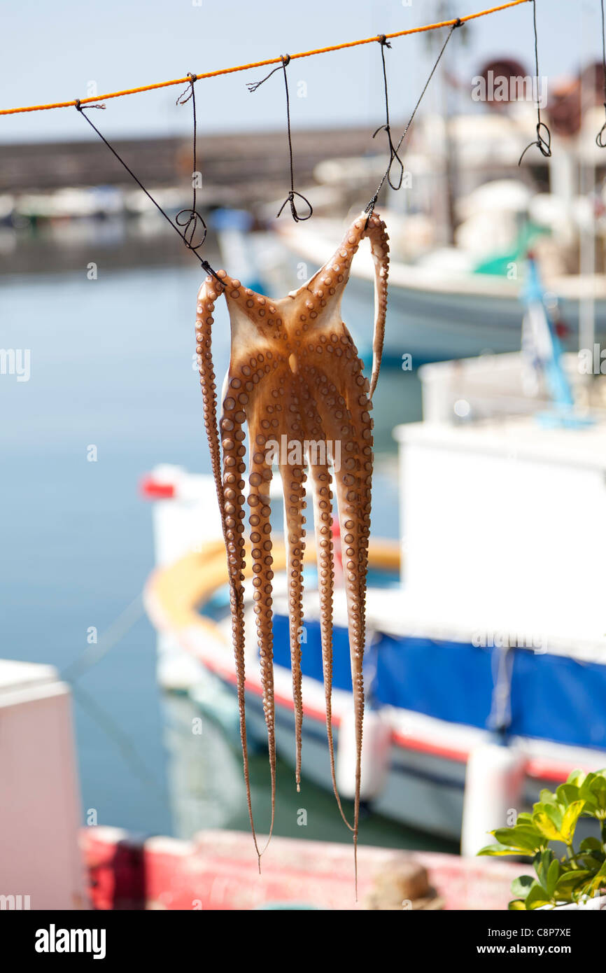 Trocknung von Oktopus am Hafen von Mithymna, Lesbos, Griechenland Stockfoto