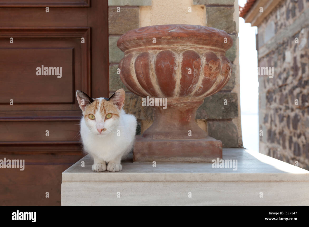 Katze vor einem Haus in der Nähe eine Vase in der Stadt Mithymna, Lesbos, Griechenland Stockfoto