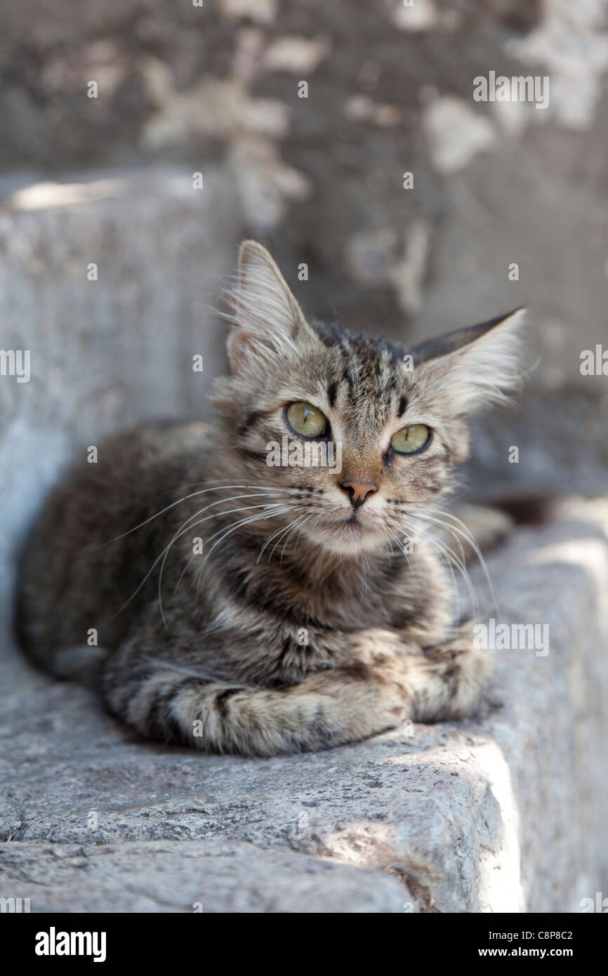Schöne Tabby Katze draußen auf einer Steinmauer Stockfoto