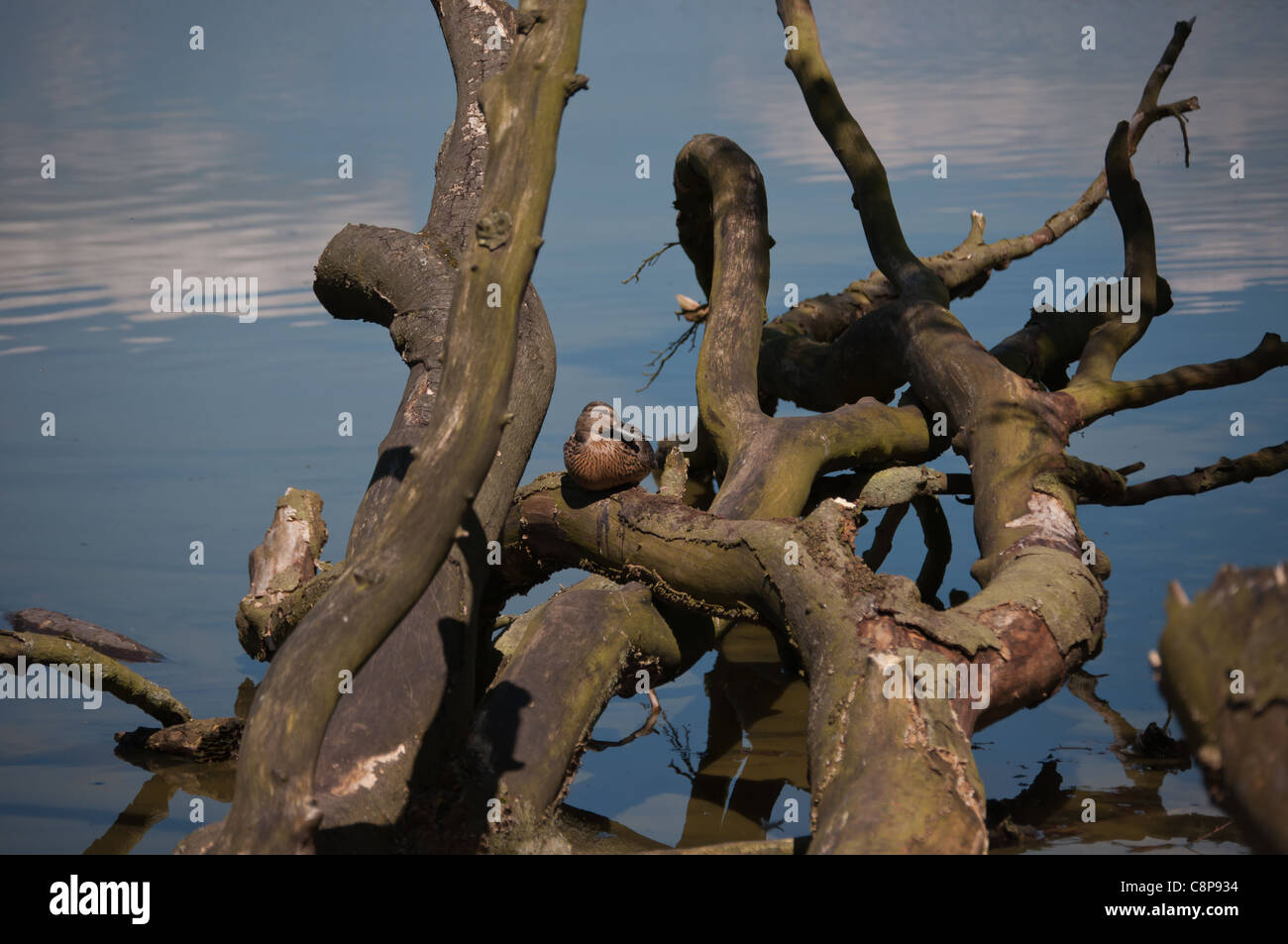 Weibliche Stockente (Anas platyrhynchos) lateinischer Name sitzen auf einen umgestürzten Baum an einem warmen, sonnigen Tag, bei Talkin Tarn Country Park in Brampton in Cumbria. Stockfoto