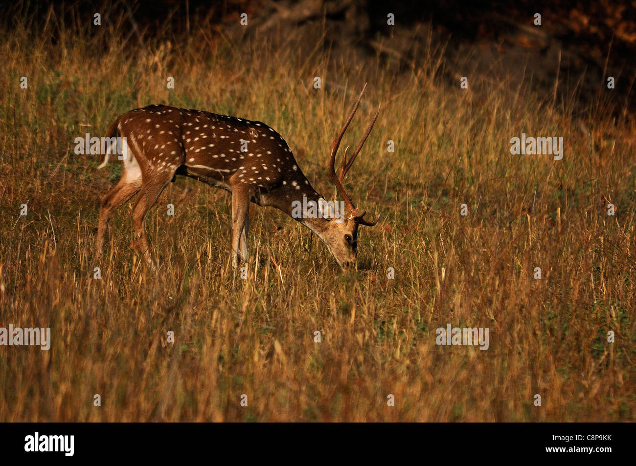 Ein Spotted Reh Hirsch Weiden Stockfoto