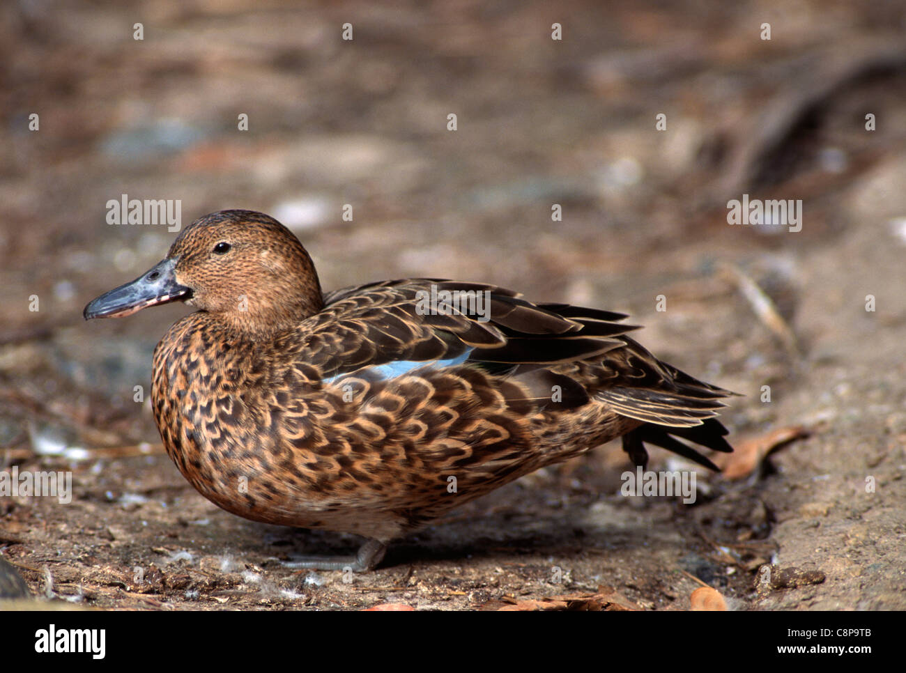 Zimt-KRICKENTE (Anas Cyanoptera) weiblich Mauser, westlichen Kalifornien, USA Stockfoto