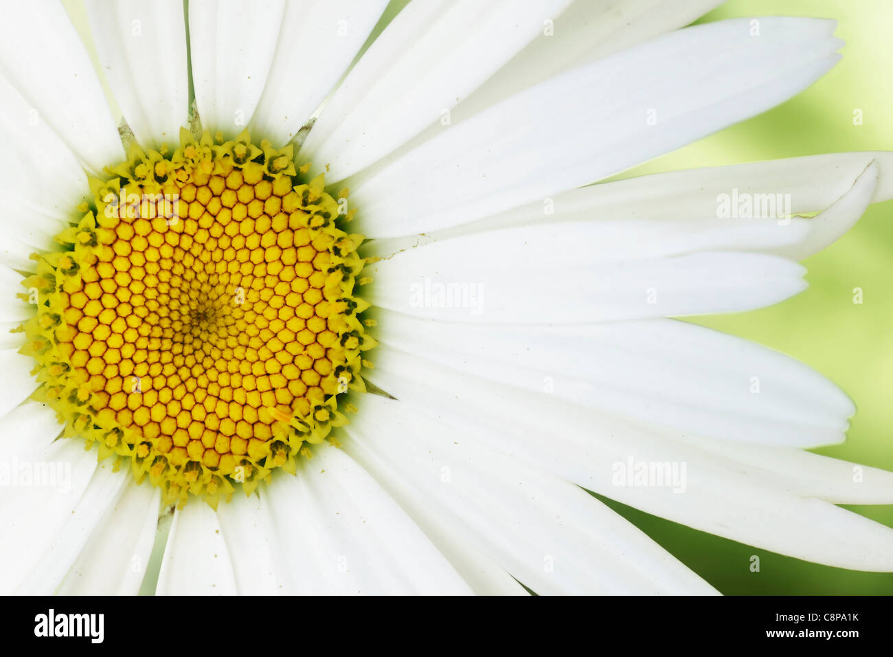 Künstlerische Sicht auf eine gemeinsame Blume: High-Key gedämpft Daisys Makro mit sehr geringer Farbsättigung. Stockfoto