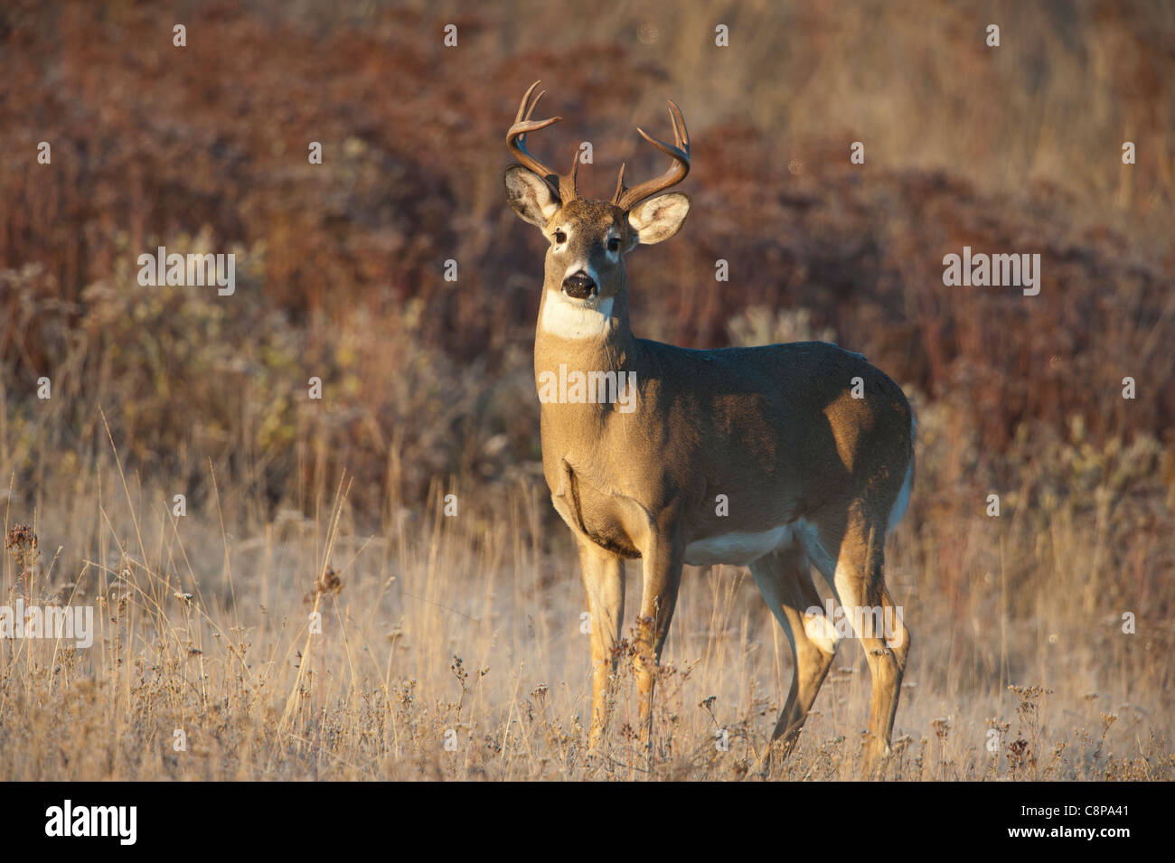 Weiß - angebundene Rotwild Buck - Odocoileus Virginianus - Western Montana Stockfoto