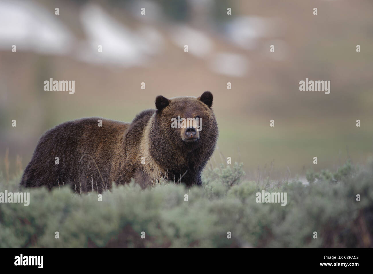 Ein Grizzlybär (Ursus Arctos) macht eine Pause, um sich umzusehen, das Lamar Valley, Yellowstone-Nationalpark, Wyoming Stockfoto