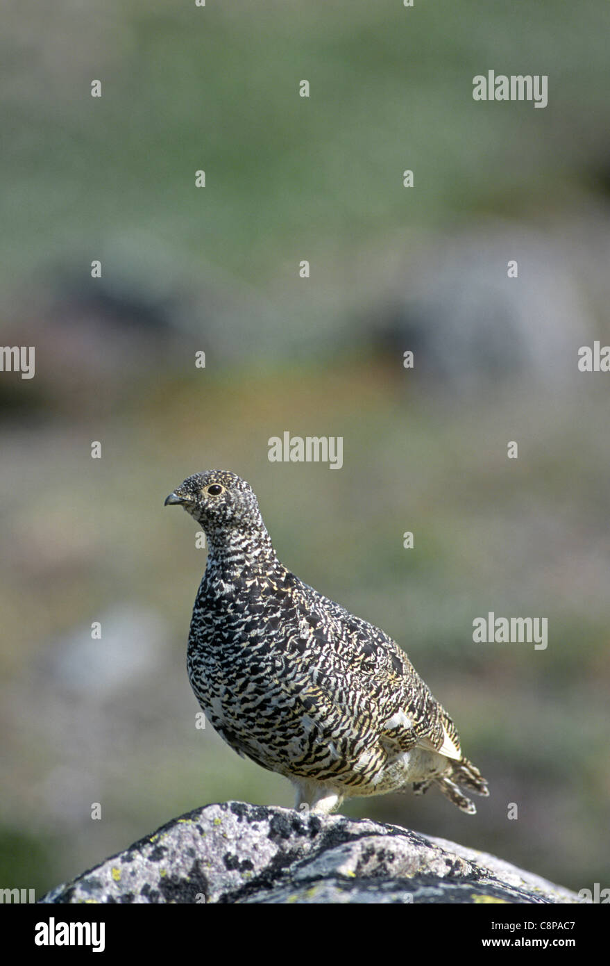 WHITE-TAILED SCHNEEHUHN (Lagopus Leucurus), Rocky Mountain Nationalpark, Colorado, USA Stockfoto
