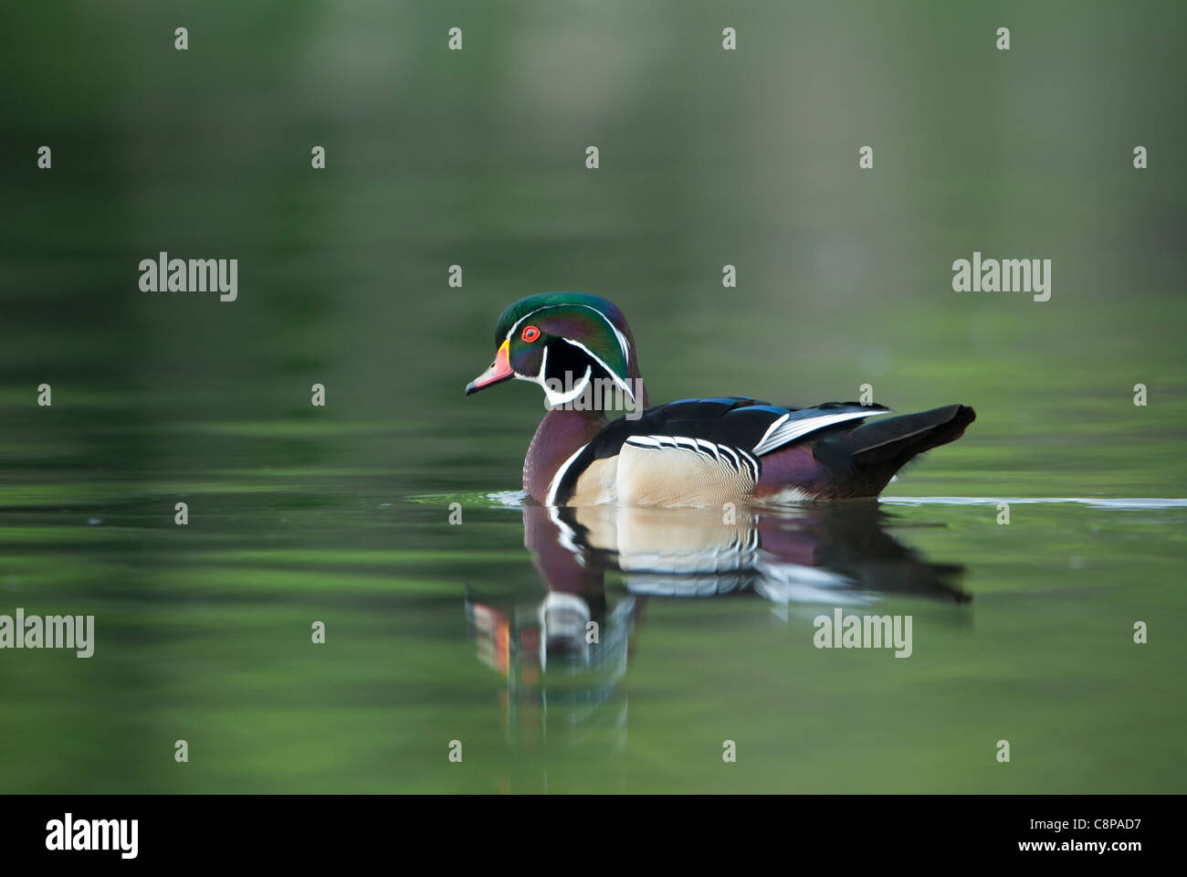 Brautente (Aix Sponsa) in grün reflektiert Wasser, White Rock Lake, Dallas, Texas Stockfoto