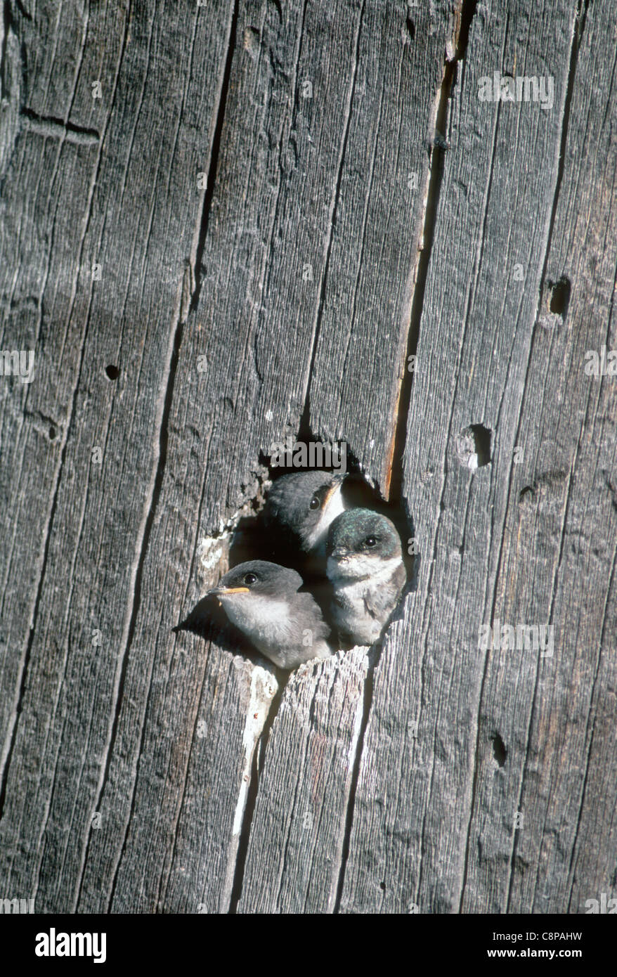 Baum zu schlucken (Tachycineta bicolor) Küken spähte aus Nest Hohlraum, Deschutes National Forest, Oregon, USA Stockfoto